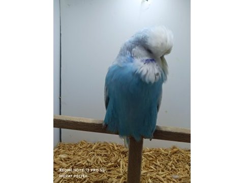 Show jumbo muhabbet kuşlar