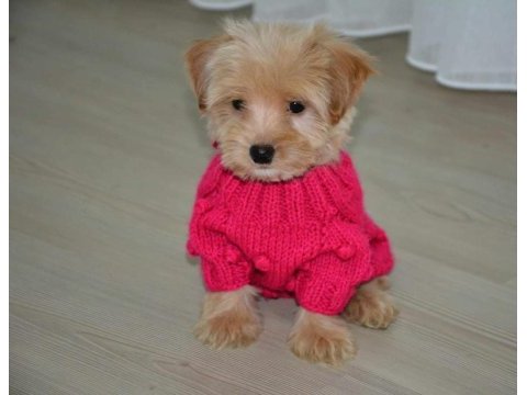 Ultra minik maltipoo yavrumuz