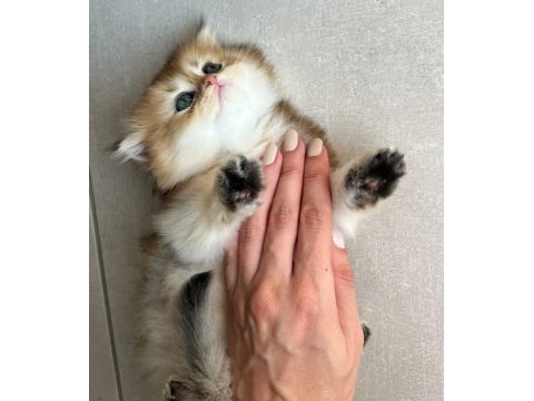 Safkan anne ve babadan british longhair