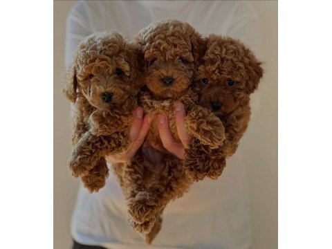 Ruhsatlı köpek çiftliğinden toypoodle yavrularımız 
