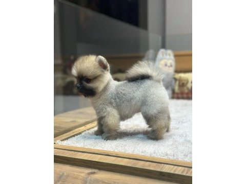 Orange pomeranian boo köpeklerimiz