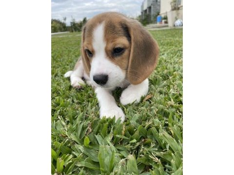 Beagle yavrularımız