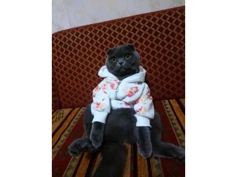 Dişi scottish fold kedisi