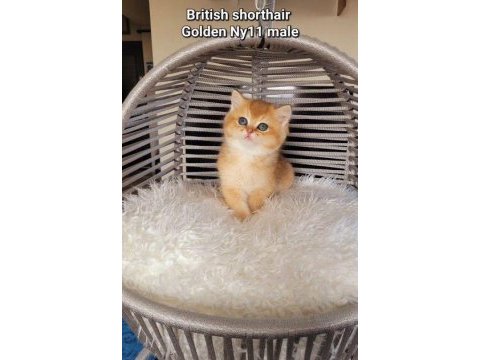 British shorthair golden ny11 erkek