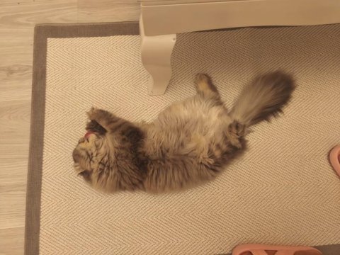 Sahibinden 10 aylık ücretsiz scottish fold