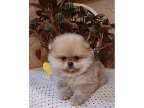 Yavru pomeranian yavru köpekler