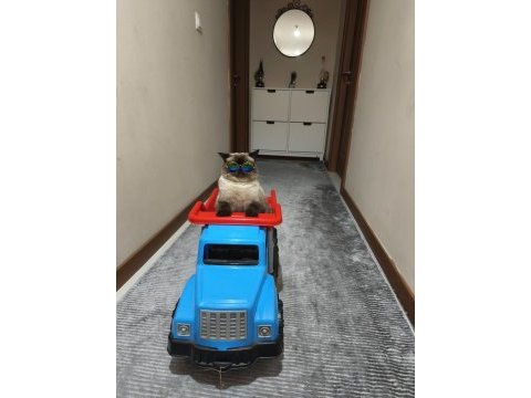Akıllı kendini sevdiren color point kedimiz
