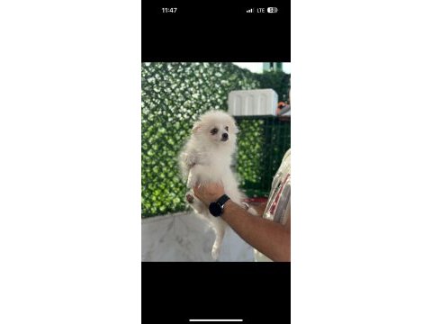 Erkek 3 aylık spitz pomeranian boo