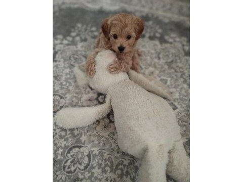 Köpeğimizi sahiplenecek yuva arıyoruz