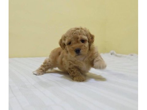 Irk garantili maltipoo yavruları