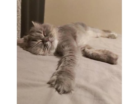 British longhair