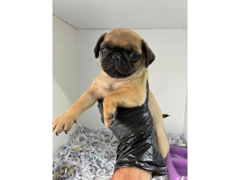 Irk ve sağlık garantili pug yavru köpeğim
