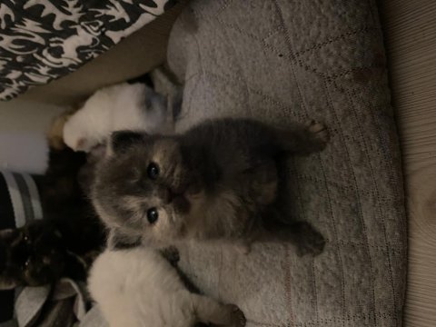 Kendi kedimin bebekleri rezerve için açık
