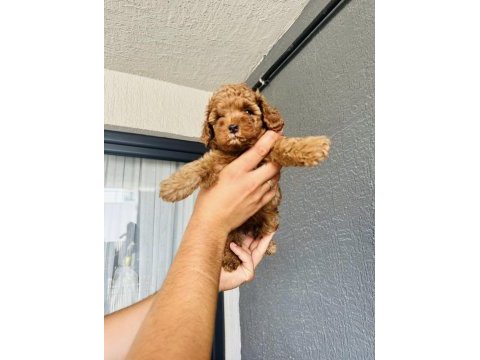Dark red brown toy poodle kızımız