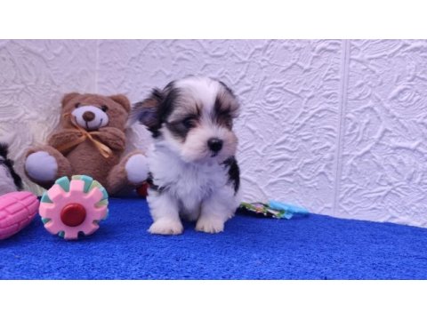 Neşe kaynağı morkie yavrularımız