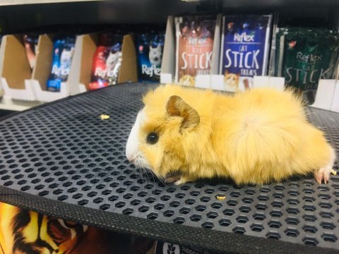 Guinea pig ler