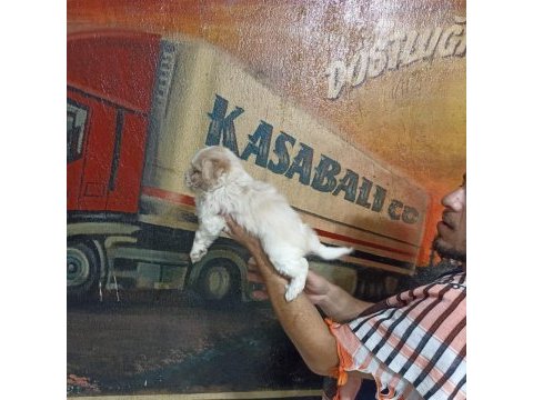 60 günlük dişi morkie