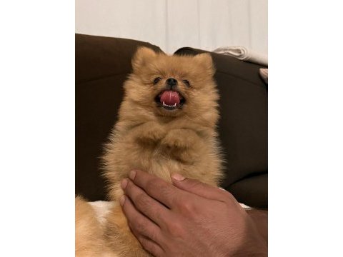 Pomeranian teacup 2.5 aylık erkek