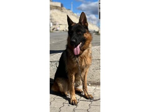 Safkan erkek alman çoban köpeği