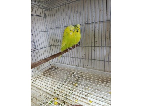 Jumbo muhabbet kuşları 2 çift