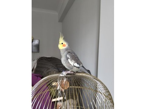Üremeye hazır çift sultan papağanı