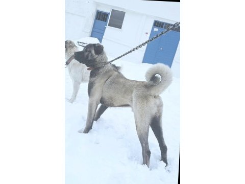 Değerini verene orjinal kangal