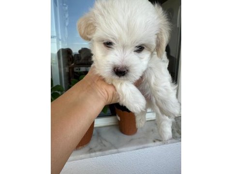 45 günlük köpeklerimiz