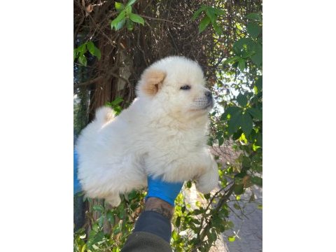 Irk ve sağlık garanti chow chow yavrularımız