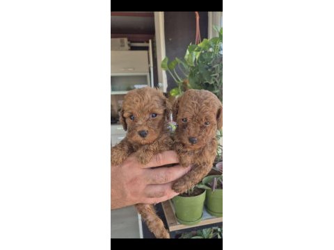 Evinizin poodle prensesleri ve prensleri 2 aylık