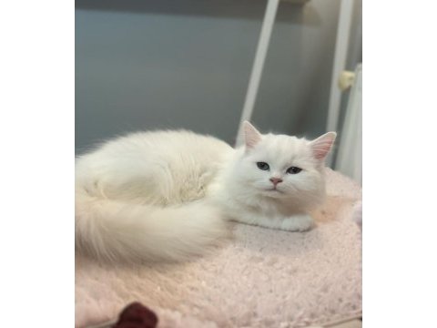 5 aylık british longhair