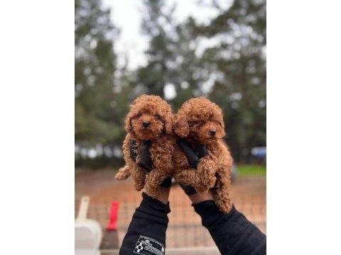 Poodle yavrular