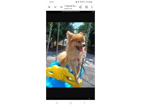 Eğitimli pomeranian 1 yaşında