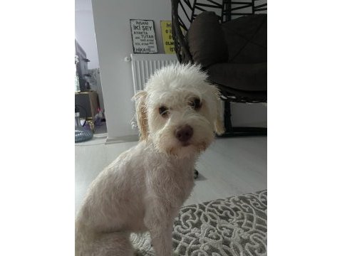 3 yaşında köpeğimiz