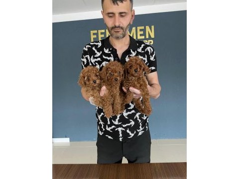 Exlusive ret brown toy poodle yavrular wc eğitimli ankara