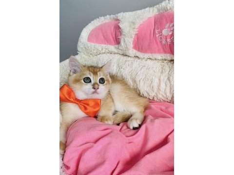 Degerının altında golden ny12 brıtısh shorthair 