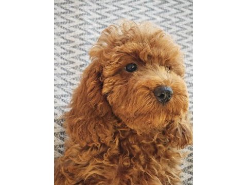Sağlıklı güzel sevimli poodle yavrular