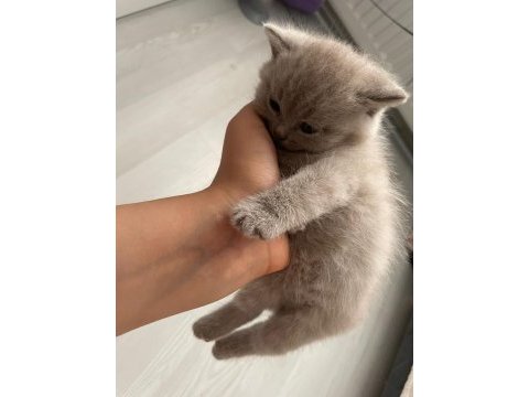 2 aylık kediler sahiplendirmek istiyorum
