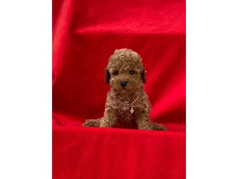 Orjinal toy poodle kore yavrularımız teslime hazır