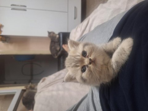 Safkan golden ay british shorthair
