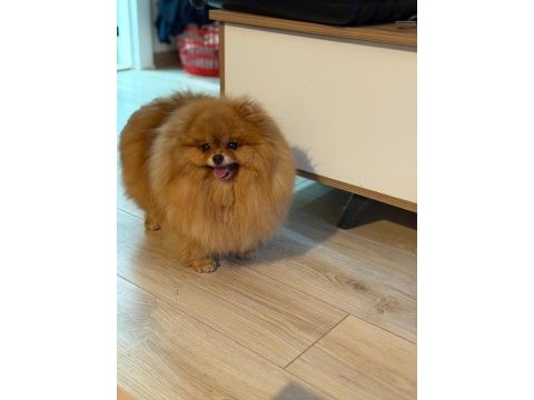 Pomeranian boo dişi (türkiyede daha iyisi yok)