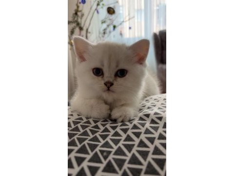 2 aylık dişi british longhair blue point