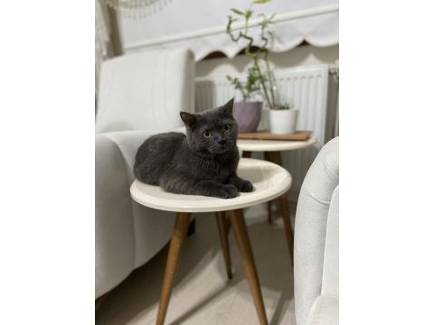 British shorthair kedimiz gümüş