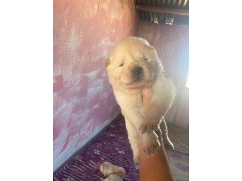 Chow chow köpeği