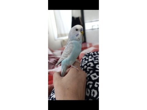 Ele kola alışık erkek 3 aylık muhabbet kuşu
