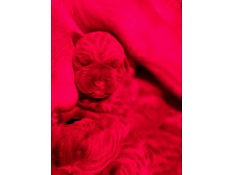 Fcı kif a secereli cane corso yavrular