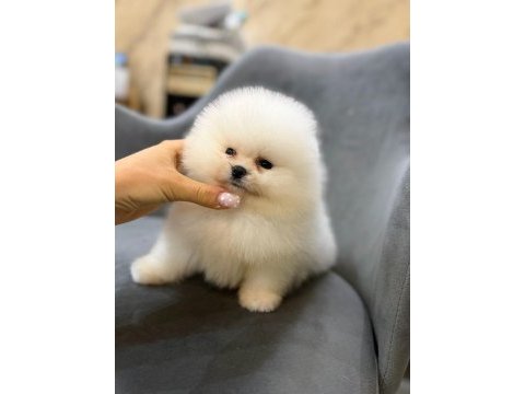 Ankaranın tek pet danışmanlığı 