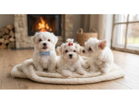 Core teacup maltese bebekler