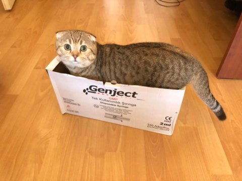 Scottish fold golden yetişkin erkek