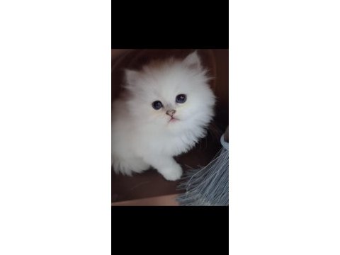 Bs1133 british longhair