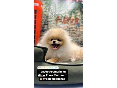 Teacup pomeranian boo erkek yavrumuz @petclubadanaa